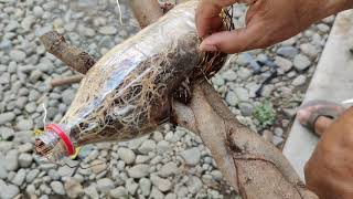 VLOG 25 HOW TO PLANT A MARCOTTED Ficus Concina BALETE [upl. by Rebmik]