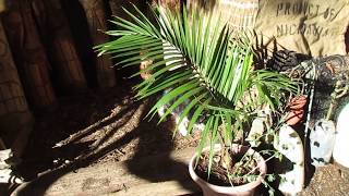 Majesty Palm  RAVENEA RIVULARIS late Winter [upl. by Adall]