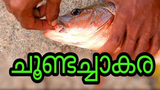 Pozhikkara beach  fishing  Paravur  kollam [upl. by Adnauqahs]