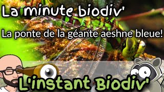 Minute Biodiv une géante Laschne bleue et sa ponte [upl. by Ereynihc]