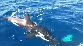 Video captures stunning moment of orca killing great white shark [upl. by Atisusej159]