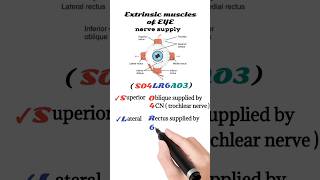 extraocular muscles nerve supply  extrinsic muscles of the eye [upl. by Aliled420]