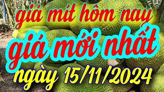 giá mít hôm nay ngày 151120244 [upl. by Nerfe934]