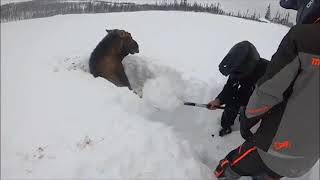 Snowmobilers free moose stuck in snow [upl. by Ahsiuqal872]