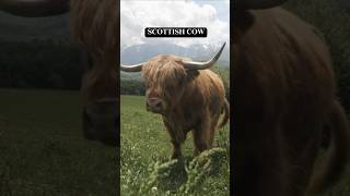 GORGEOUS CLOSEUP OF A SCOTTISH COW shorts [upl. by Akeihsal804]