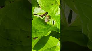 Green Shield Bug on Cuckoo Pint [upl. by Ahsened]