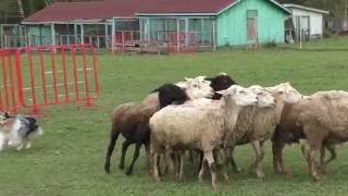 Shetland Sheepdog HIPHOP KLIMSVEVIK herding sheep [upl. by Jeanine]