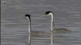 Western Grebe pair courting [upl. by Alister]