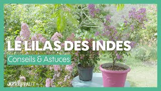 Le Lilas des Indes  caractéristiques et entretien  Truffaut [upl. by Itsa]