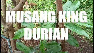 Musang King Durian Farm Update 2024 [upl. by Rybma]