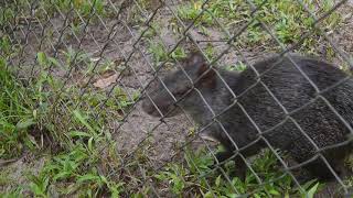 TIERNO AÑUJE O PICURO EN SELVA DE IQUITOS ❤️🇵🇪  EXPLORANDO EL VERDADERO PERÚ 🏃 [upl. by Urbanus]