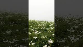 Dancing flowers a flowers is beauty of nature 😍 villagelife flowers shortvideo nature [upl. by Ikram501]