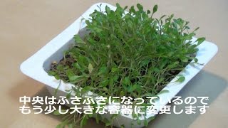 グロッソスティグマの水上栽培（植え替え）／Emersed Aquatic Plants Replanting Aquatic Plants [upl. by Ardnuasal509]