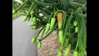 Cook Pine  Araucaria columnaris [upl. by Venterea705]