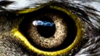 BBC iScience Evolution of Eye [upl. by Katheryn278]