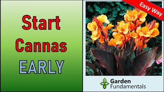 Easy Method for Starting Cannas Early for Bigger Plants and More Flowers [upl. by Routh379]