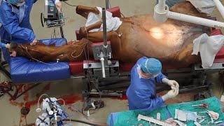 GRAPHIC Horse Emergency Colic Surgery Jejunostomy [upl. by Ardnnaed]