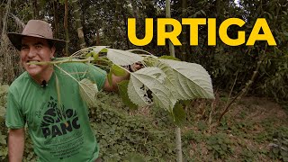 URTIGA A PLANTA MILAGROSA CONTRA ARTRITE DIABETES RINITES E DORES MUSCULARES  Sítio Panc [upl. by Egin]