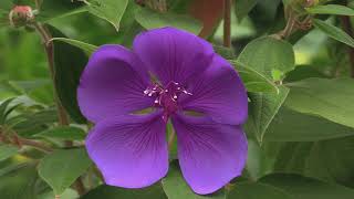 How to Grow Tibouchina  The Princess Flower or The Glory Flower [upl. by Akirret]