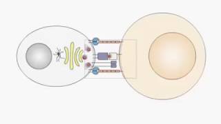 Cytotoxic T cell granular release [upl. by Keithley]