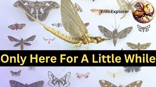 Introduction to Insect Taxonomy and Insect Identification  Part 12  Order Ephemeroptera [upl. by Bopp911]