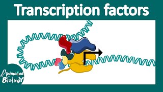 A2 Biology  transcription factors and gibberellin [upl. by Hacim295]