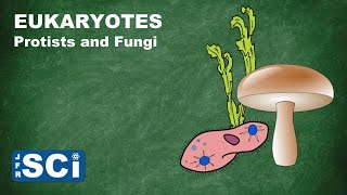 Protists and Fungi [upl. by Gervase]