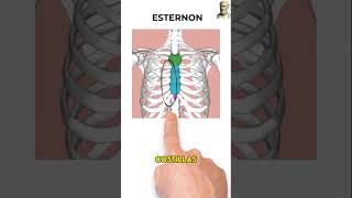 ANATOMIA DEL TORAX OSEO [upl. by Sirtemed126]