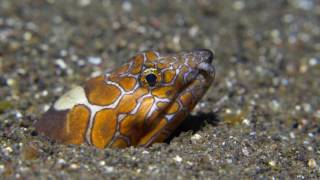 Diving Komodo 4K MY Adelaar [upl. by Clere]