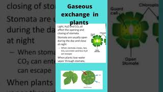 gaseous exchange in plants by stomata [upl. by Sidell]