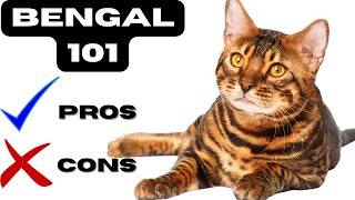 Bengal cat pros and cons  quotBengal Cats Beauty or Beastquot [upl. by Mohandas]