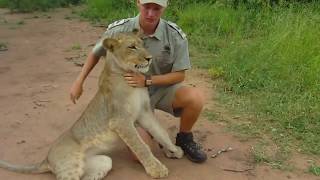 Tshukudu Walk with Lions [upl. by Perla]