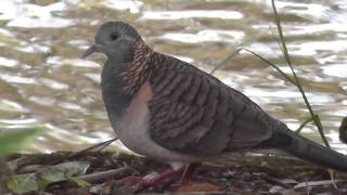 Barshouldered Dove Geopelia humeralis [upl. by Aimar]