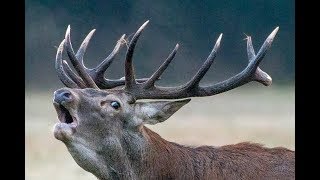 Brame du cerf 2017  HD [upl. by Chaudoin]