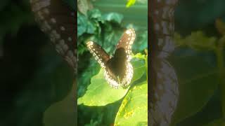 Fluture  Attacus atlas amp Heliconius doris [upl. by Dorothee983]