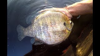 Fishing for TWO POUND PLUS BLUEGILLS [upl. by Ratha]