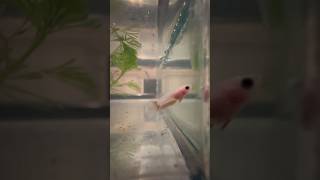 Amazingly Satisfying Fish Fry explore new Tank fish fishfry fishing fishtank fishlover fishs [upl. by Adelric]