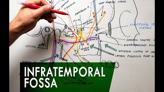 The Infratemporal Fossa  Boundaries amp Contents  Anatomy Tutorial [upl. by Rehsu]