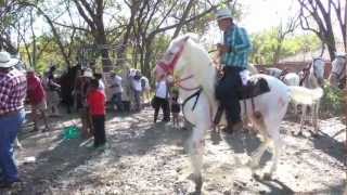 Dancing with Horses  A Tope Festival in Costa Rica [upl. by Karena968]