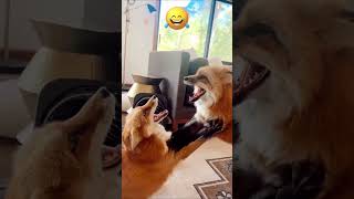 Funny fox like a doganimals dog dogs cat cats funny funnyvideo funnydogs funnyshorts [upl. by Acie89]