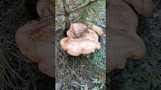 Epic × Giant × Lactarius Deliciosus October 23 2024 [upl. by Wurtz126]