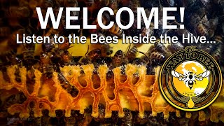 The Healing Sound of Bees the Hive ASMR proven health benefits when you relaxe watch and listen [upl. by Gwendolen]