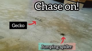 Gecko chasing jumping spider with high speed [upl. by Abeh]