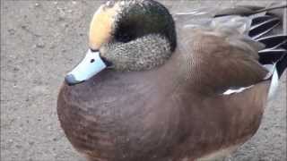 The American Wigeon [upl. by Ellerud919]