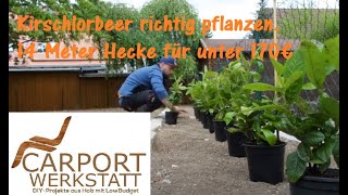 Kirschlorbeer Hecke richtig pflanzen 5 [upl. by Soulier]