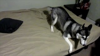 Extreme Husky Temper Tantrum [upl. by Tiler990]