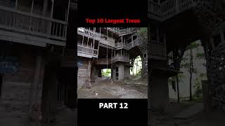 10 BIGGEST Trees in the World Part 12 [upl. by Ravi]