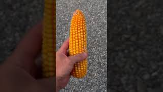 Dekalb 6520 is gonna yield [upl. by Purse]