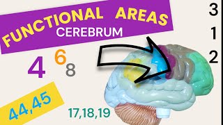 Functional Areas of Brain  Cerebral Cortex  Brodmanns areas [upl. by Nava213]