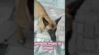 Entrei para a trend forever young music cachorra pets comedydogs [upl. by Madelyn195]